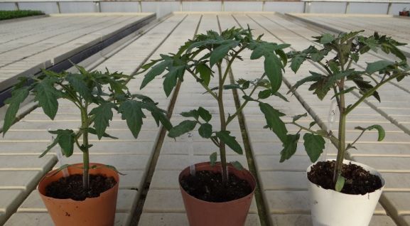 Tomato ʼCunero‘ F1 transplants