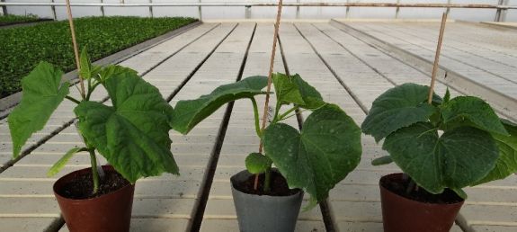 Cucumber ʼMandy‘ F1 transplants