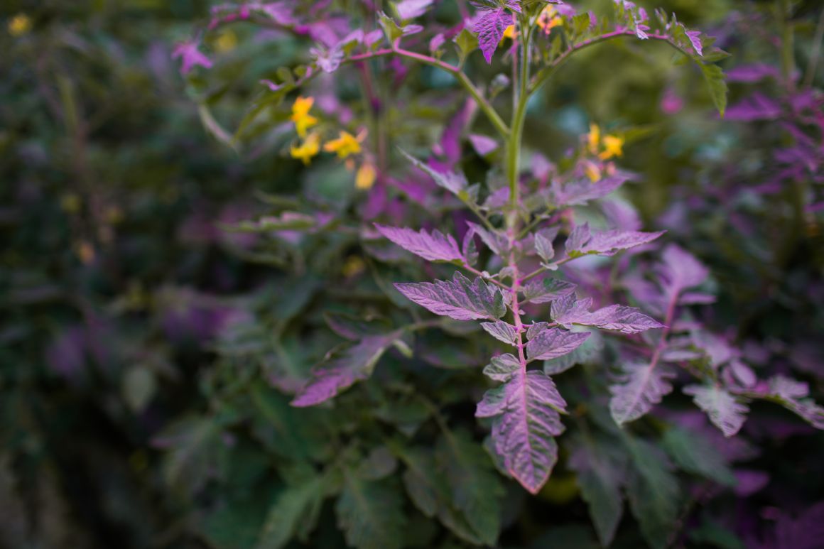 LED lighting for plants