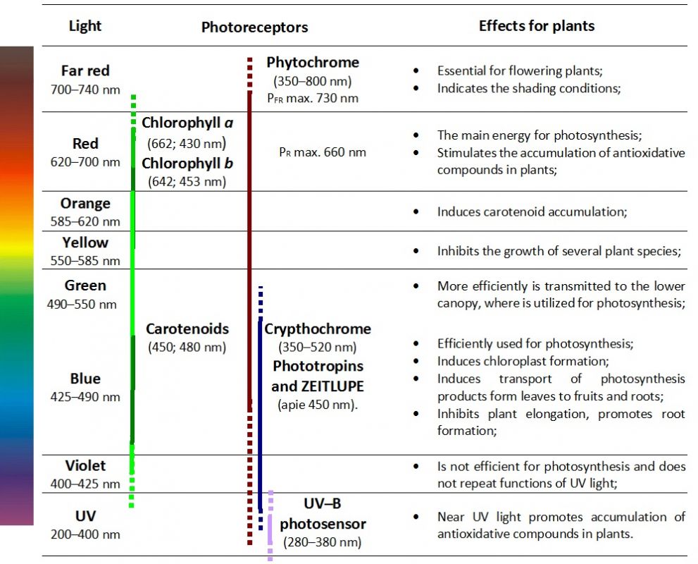 Table 1. Photoreceptors and effects of light colors. 