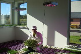 Grower R. Grajauskas about HORTILED for microgreens