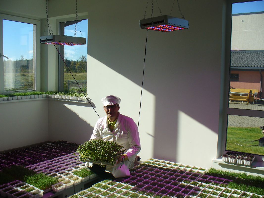 Grower Raimondas Grajauskas and his microgreens