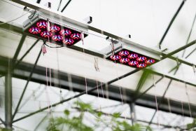LED augalų apšvietimui – Ar JAU metas?